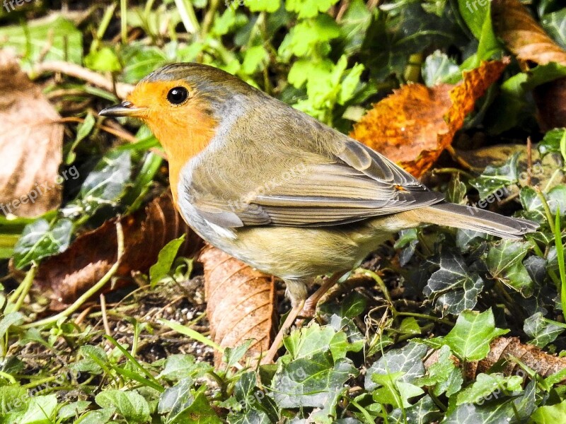 Robin Bird Songbird Garden Bird Nature