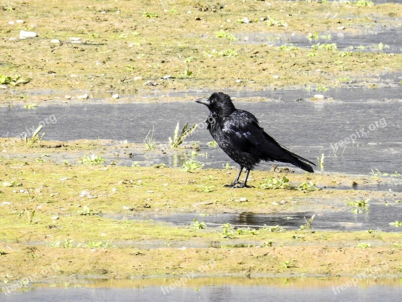 Carrion Crow Crow Bird Nature Animal