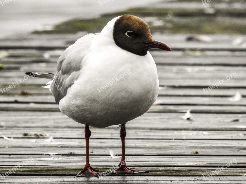 Black Headed Gull Seagull Bird Nature Animal