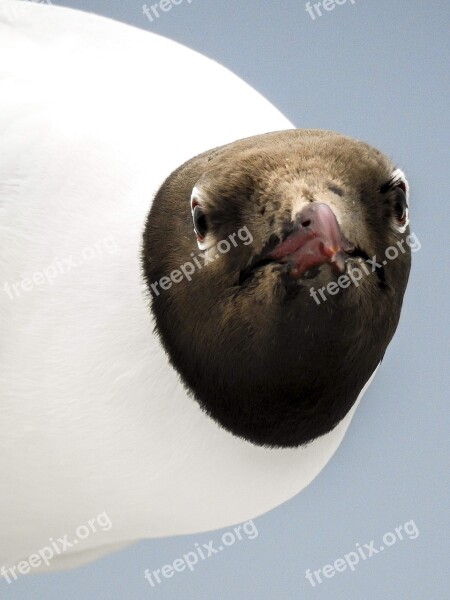 Black Headed Gull Seagull Bird Nature Animal