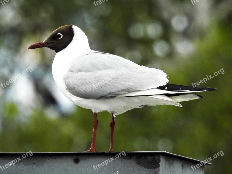 Black Headed Gull Seagull Bird Nature Animal