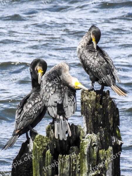 Cormorant Bird Water Bird Nature Animal