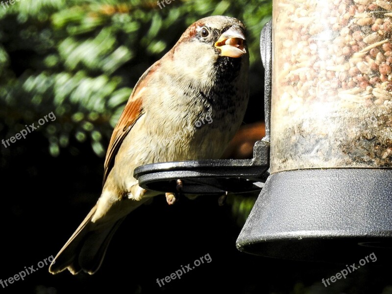 House Sparrow Sperling Bird Songbird Garden Bird