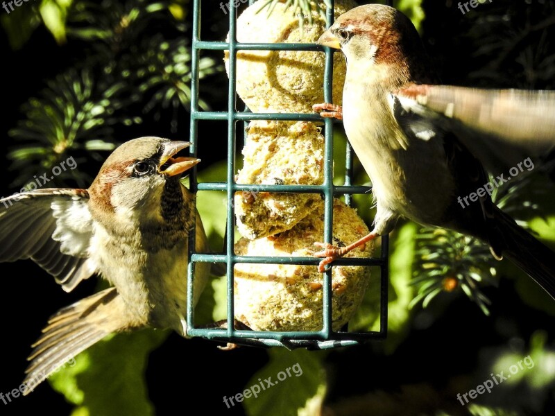 House Sparrow Sperling Bird Songbird Garden Bird