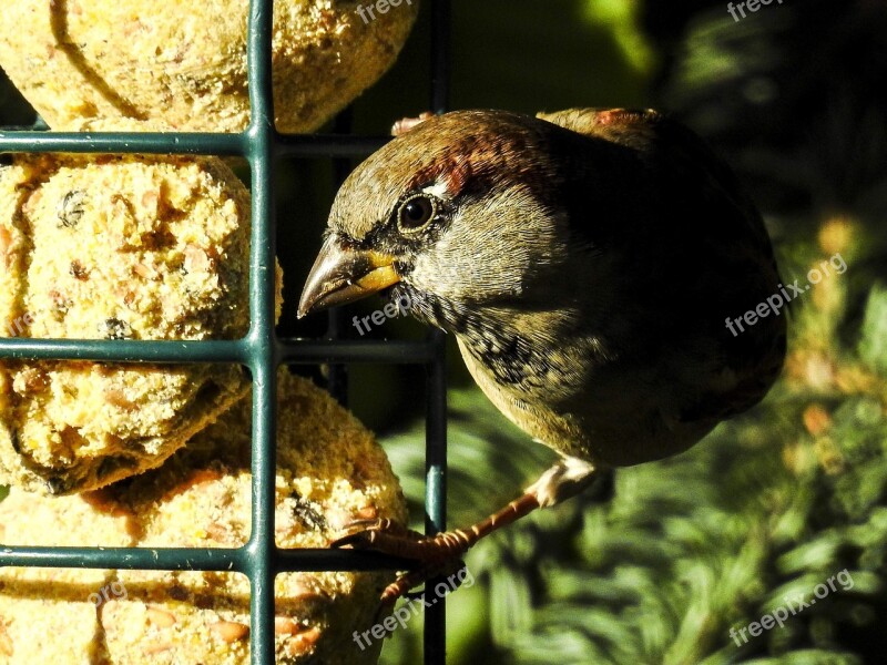 House Sparrow Sperling Bird Songbird Garden Bird