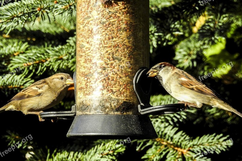 House Sparrow Sperling Bird Songbird Garden Bird