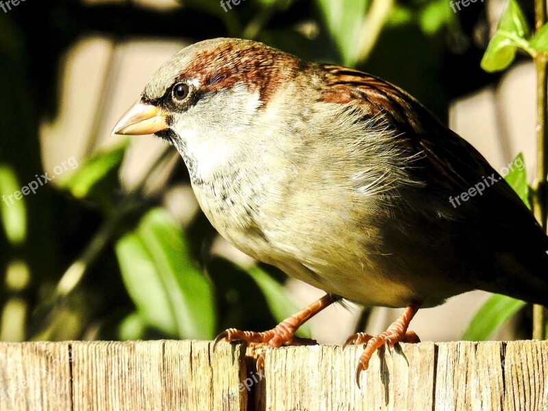 House Sparrow Sperling Bird Songbird Garden Bird