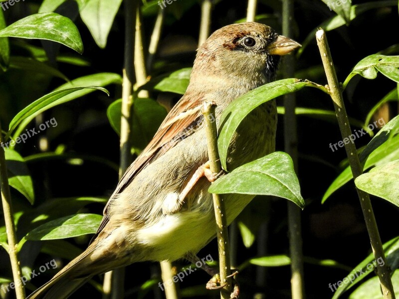 House Sparrow Sperling Bird Songbird Garden Bird