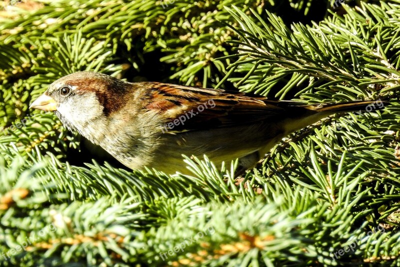 House Sparrow Sperling Bird Songbird Garden Bird