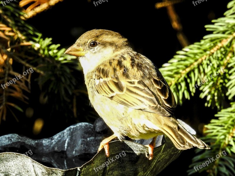 House Sparrow Sperling Bird Songbird Garden Bird