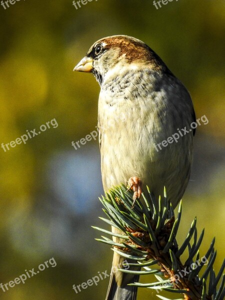 House Sparrow Sperling Bird Songbird Garden Bird