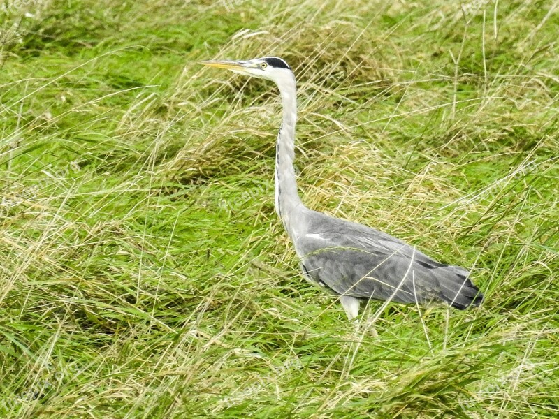 Grey Heron Heron Water Bird Bird Nature