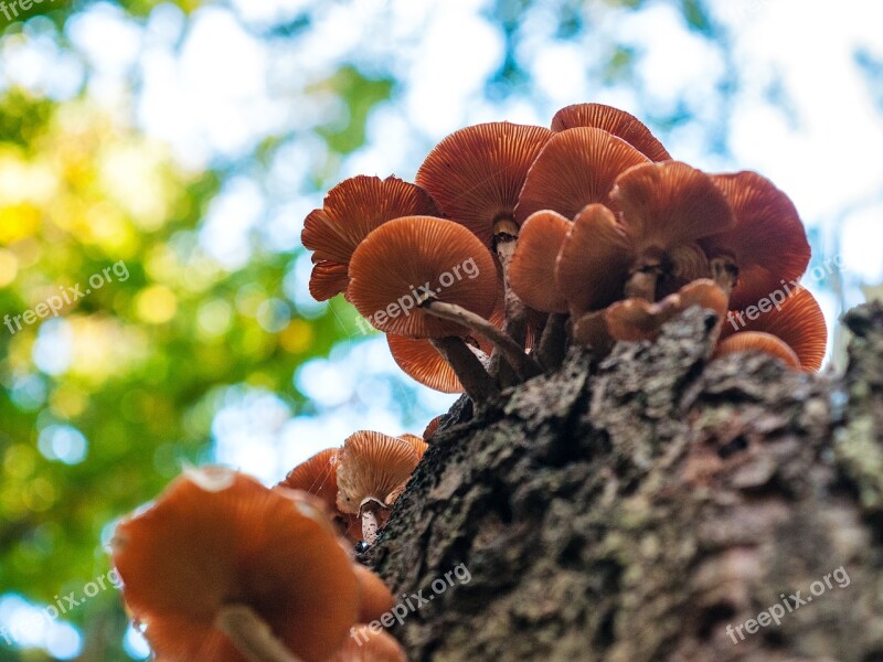 Forest Autumn Mushrooms Nature Leaves