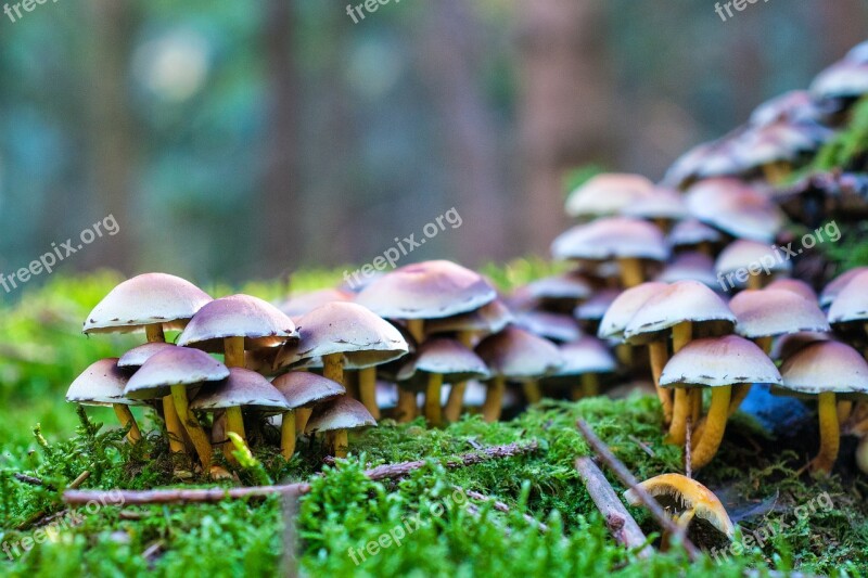 Forest Autumn Mushrooms Nature Leaves