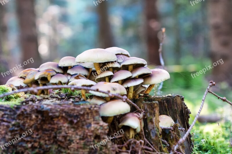 Forest Autumn Mushrooms Nature Leaves