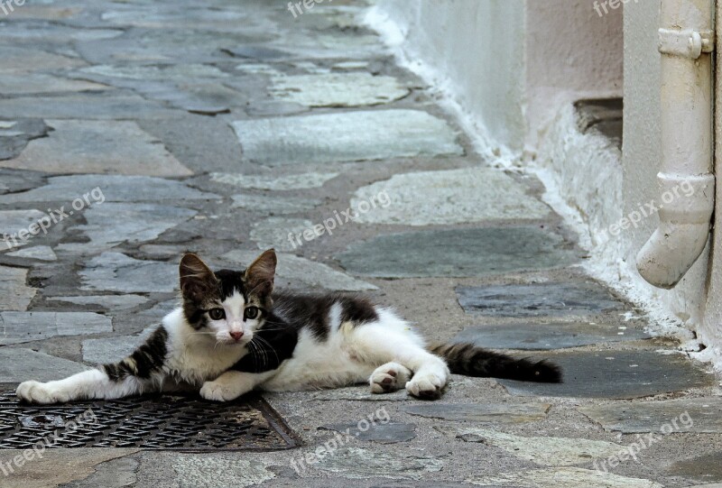 Cat Cats Kitten Kos The Island Of Kos