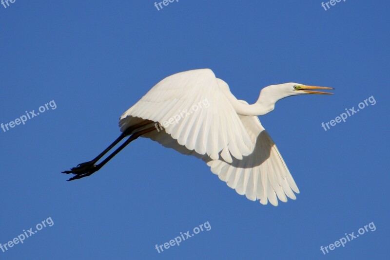 Animal Sky Bird Wild Birds Heron