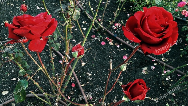 Rose Flower Red Petal Of A Rose Rose Flower