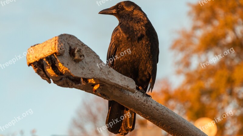 Raven Bird Nature Animal Feather