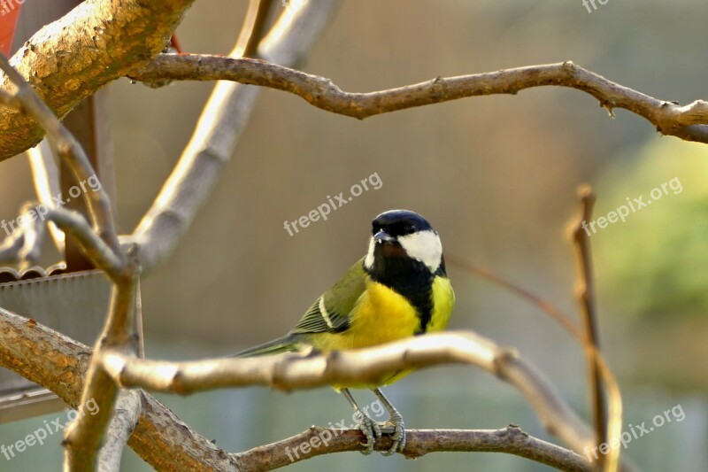 Tit Spevavý Little Bird Garden A Branch