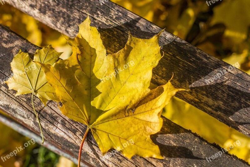 Autumn Holidays Yellow Nature Autumn Leaf