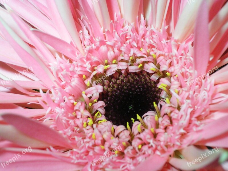 Flower Pink Closeup Pink Flower Macro