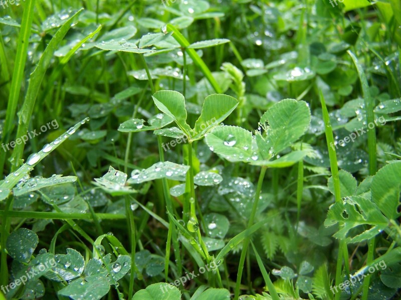 Clover Rosa Meadow Grass Green