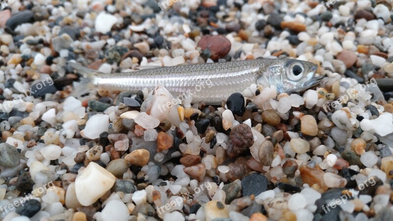 Fish Sand Stones Small Fish Free Photos