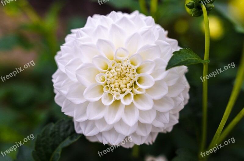 Dahlia Floral Flower White Background