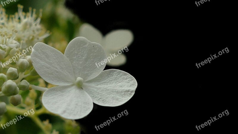 Hydrangea Flower White Blossom Bloom