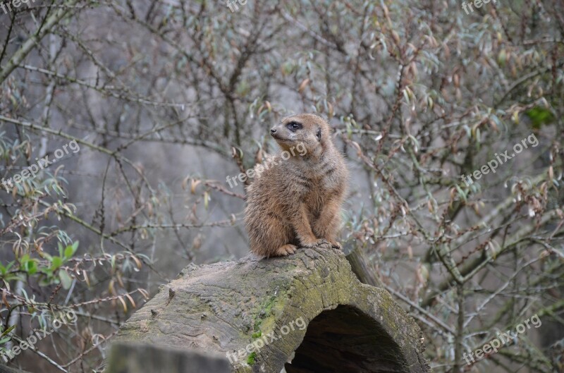 Meerkat Guard Attention Keep Watch Animal