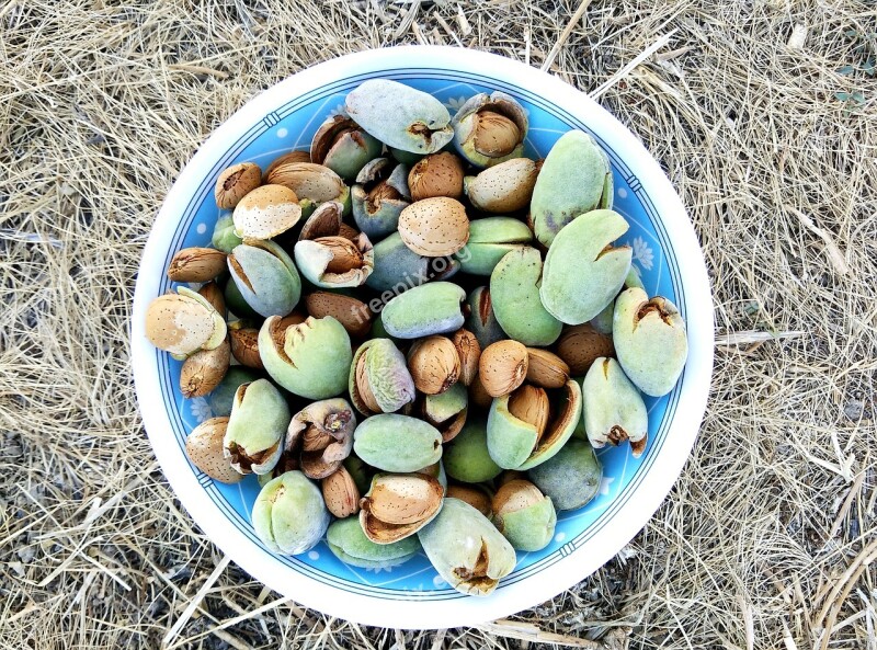 Almonds Almendrucos Harvest Dried Fruits Dry Fruit