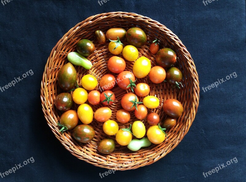 Tomatoes Cherry Tray Harvest Orchard