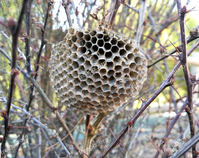 Wasps Wasps' Nest Nest Insects Nature