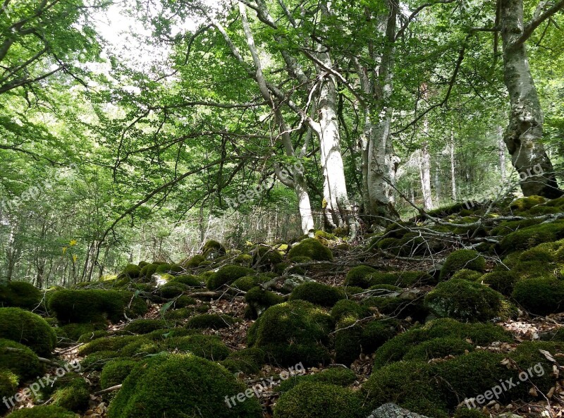 Beech Hayedo Forest Green Nature