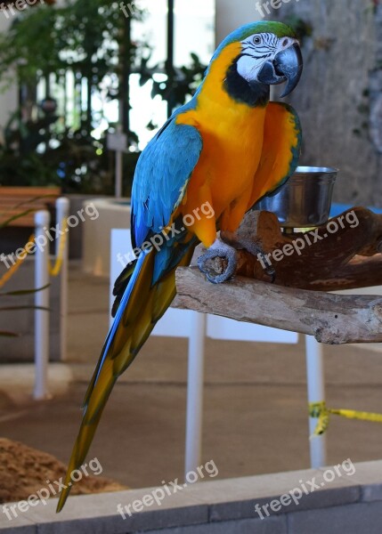 Macaw Animal Exhibit Bird Animal Bird Exhibit