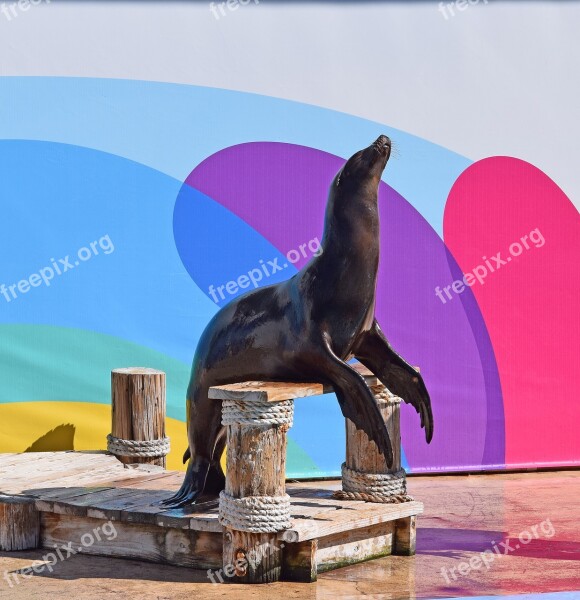 Sea Lion Show Sea ​​lion Aquatic Animal Aquatic Show