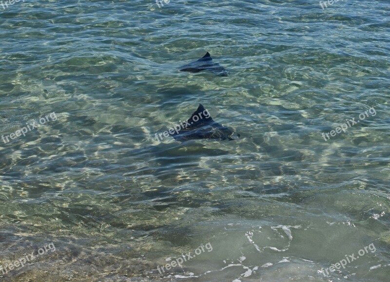 Stingray Fish Migration Animal Nature