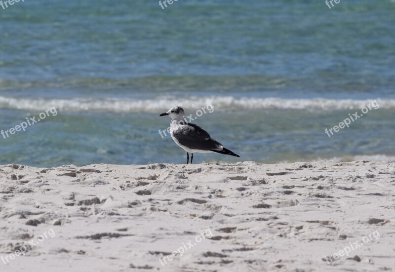 Herring Gull Gull Shore Bird Animal Nature