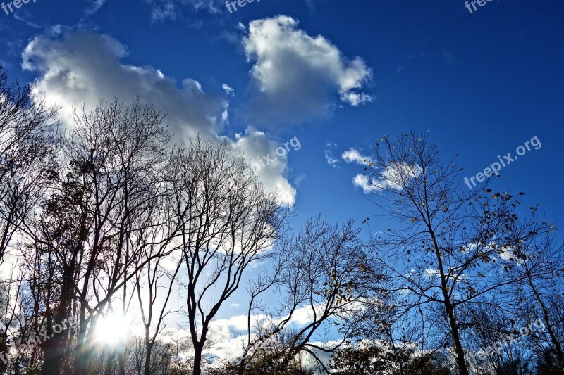 Trees Treetops Branches Silhouette Blue Skies