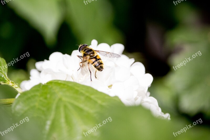 Insect Blossom Bloom White Close Up