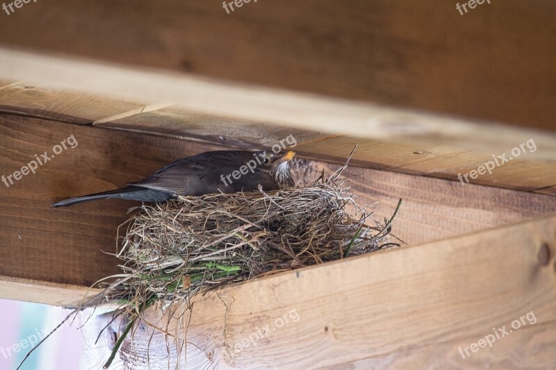 Bird Nest Blackbird Bird's Nest Breed