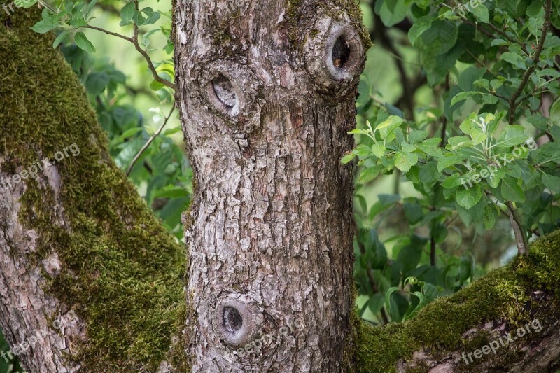 Tree Log Bark Knots Tree Face