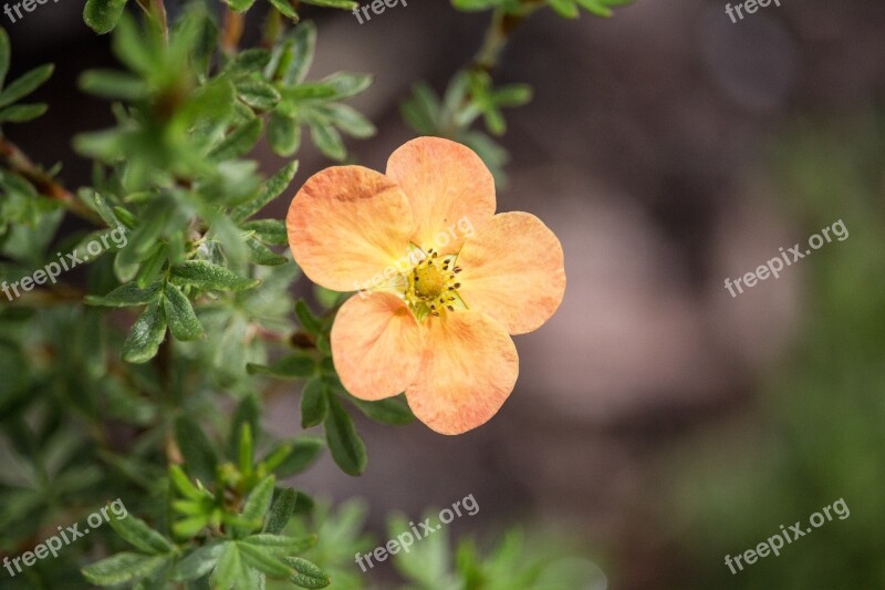 Blossom Bloom Yellow Orange Close Up