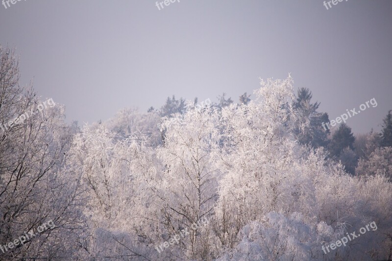 Trees Frost Winter Cold White