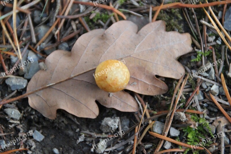 Oak Leaf Galls Ball Oak Gall Oriental Chestnut Gall Wasp