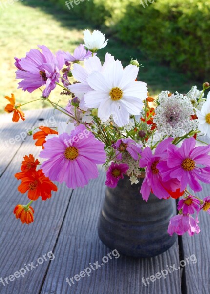 Flower Nature Floral Plant Spring