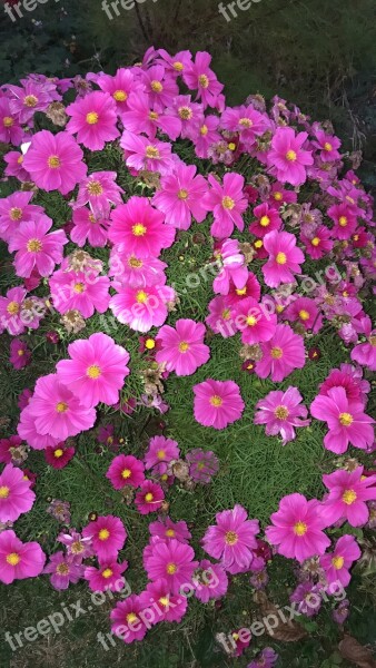 Blütenmeer Flowers Cosmea Summer Pink