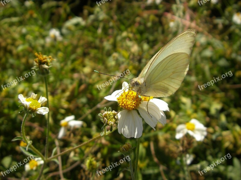 Butterfly Insect Flowers Spring Nature