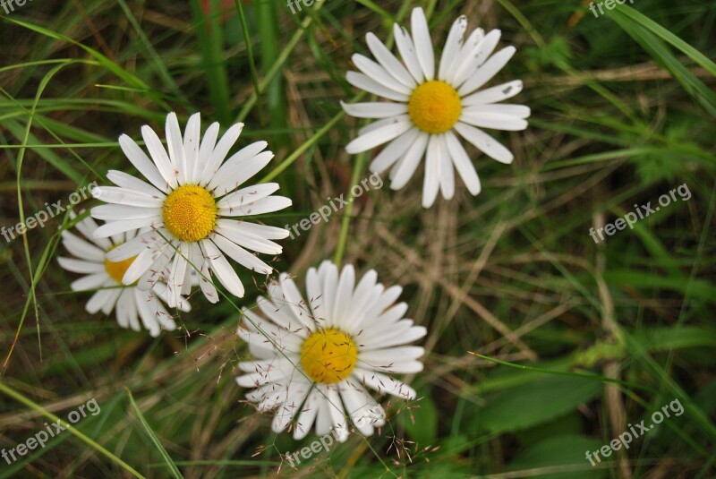 Daisy Flower Natural Flower Finnish Summer